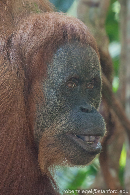 orangutan